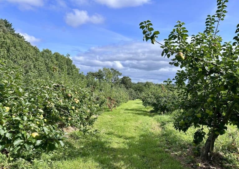 Ballinteggart House Orchard