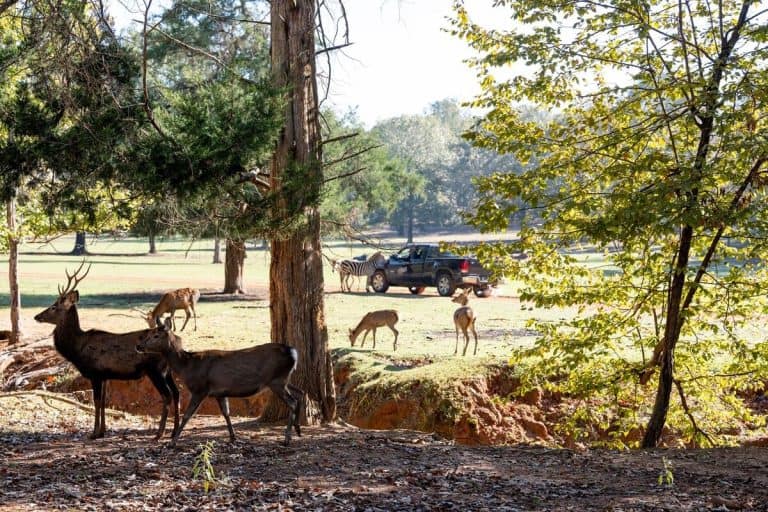 Cherokee Trace Drive-thru Safari