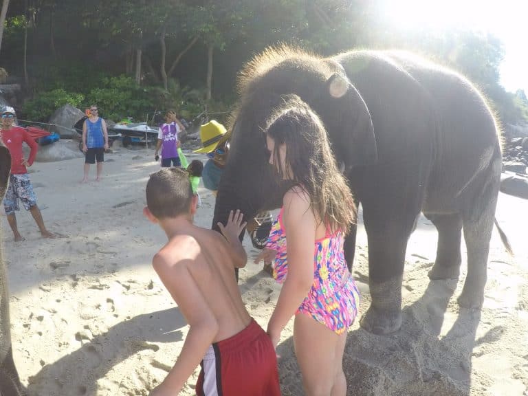 Elephants on the beach in Phuket