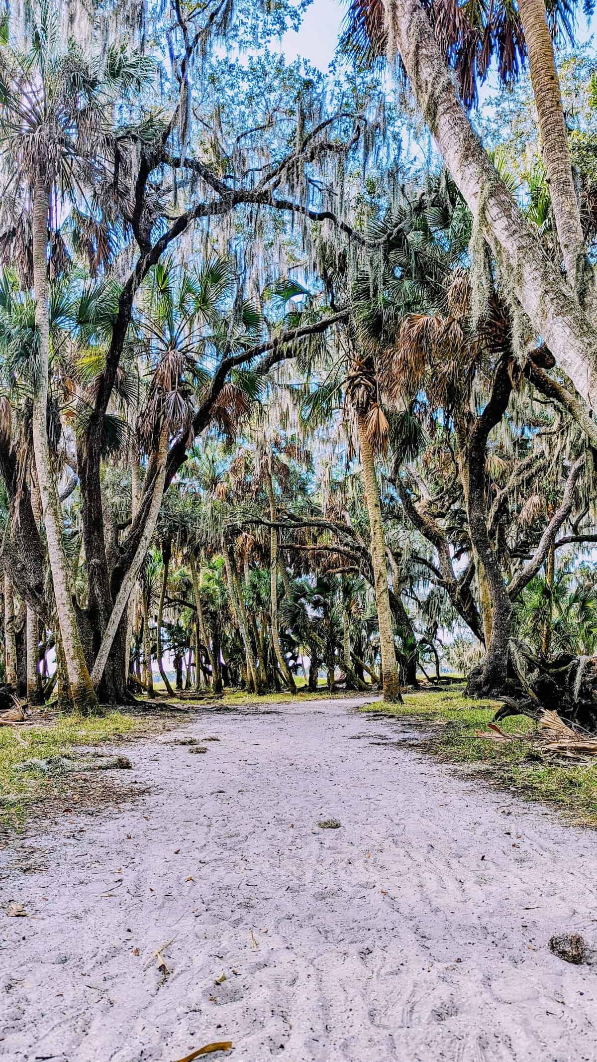 hikinh trail at Myakka State Park