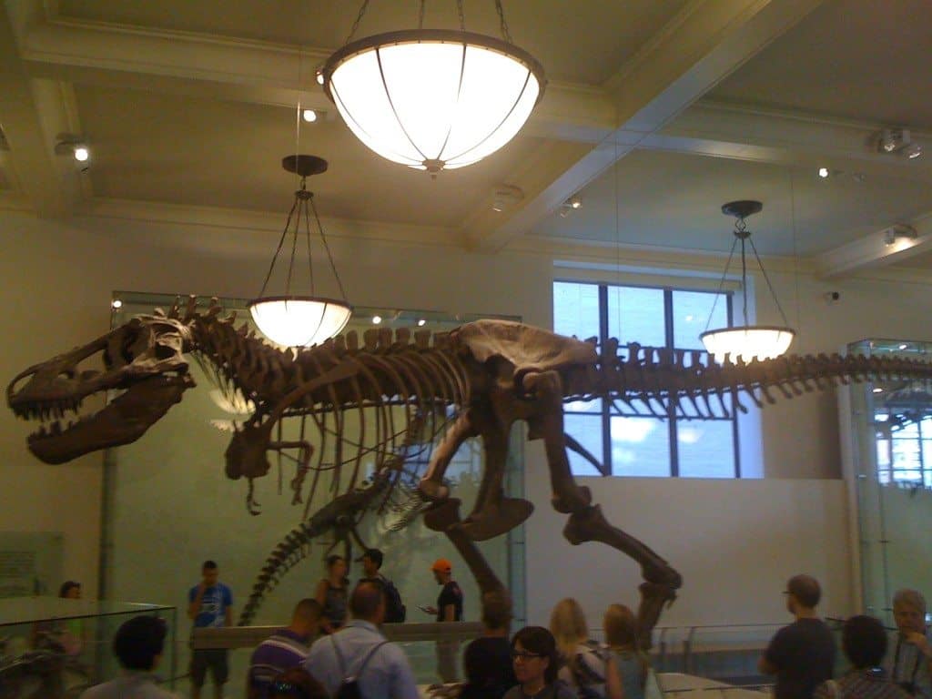 Museum of Natural History in NYC