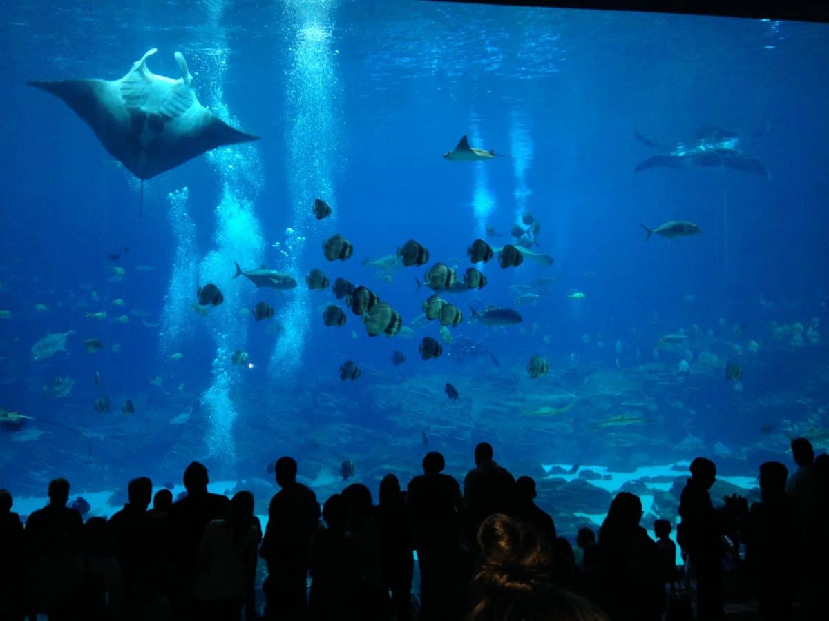 Georgia Aquarium