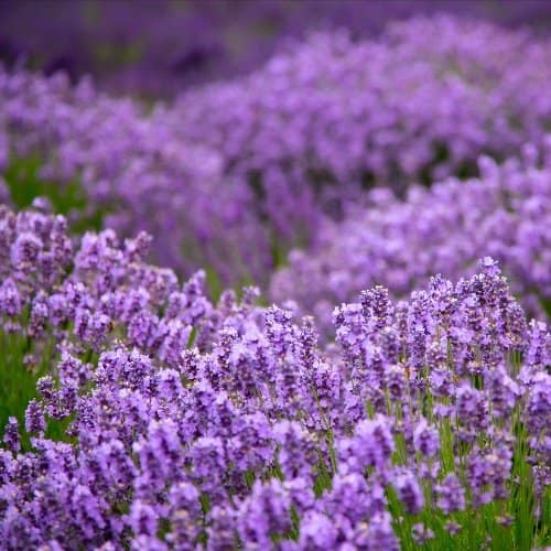 Wayward Winds Lavender Farm in Newberg, Oregon. Photo by Ron Miller, courtesy of Taste Newberg.