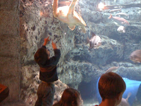 Atlanta Georgia Aquarium