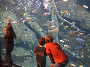 Atlanta Georgia Aquarium