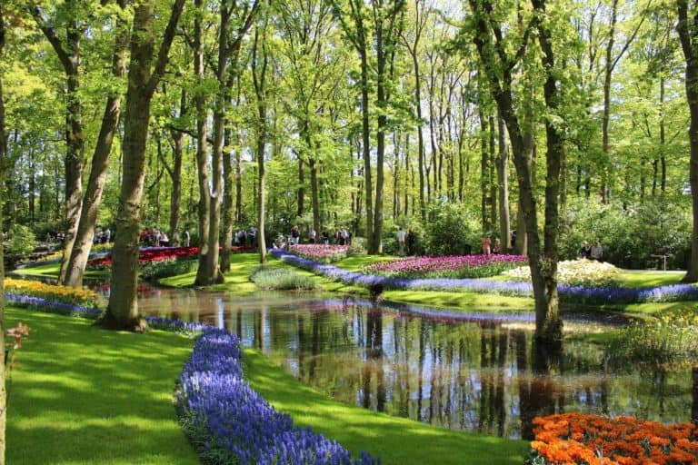 Green trees, purple and red flowers, and stream running through Keukenhof.