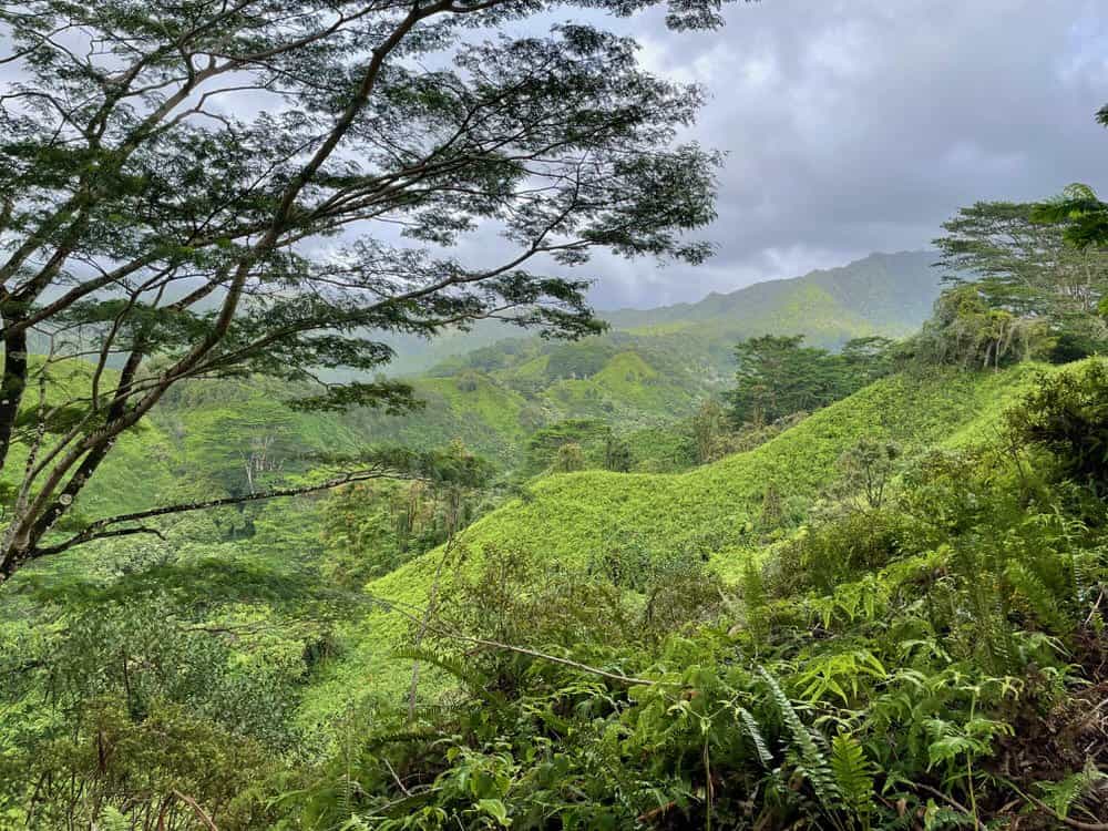 Mountain valley view from the Kuilau Ridge Trail - 1-1