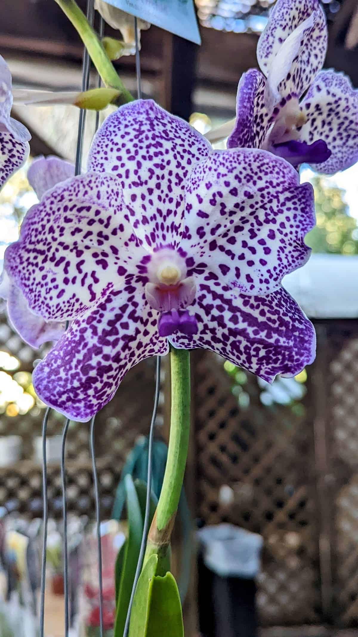 orchid at Marie Selby Botanical Gardens