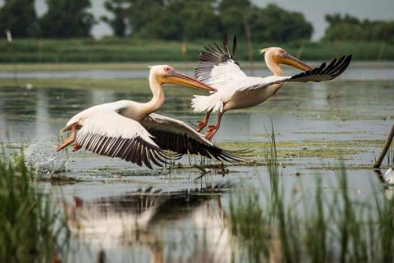 Pelicans taking off from the water at the Danube Delta, Romania