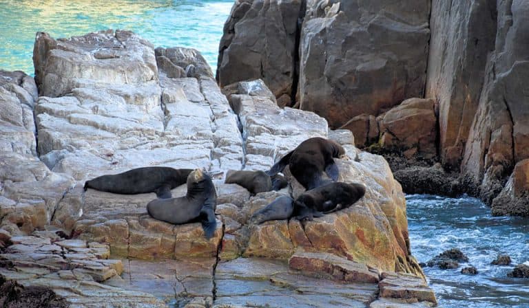 Sea lions at Lands End