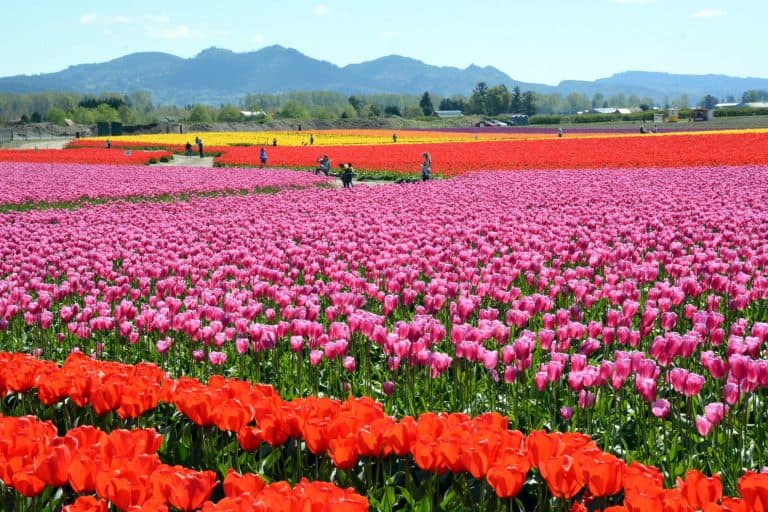 Skagit-Valley-Tulips