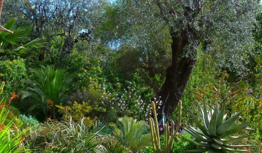 15 Best Things to do in Menton, France 3 Val Rahmeh Botanical Gardens, one of the best things to do in Menton.
